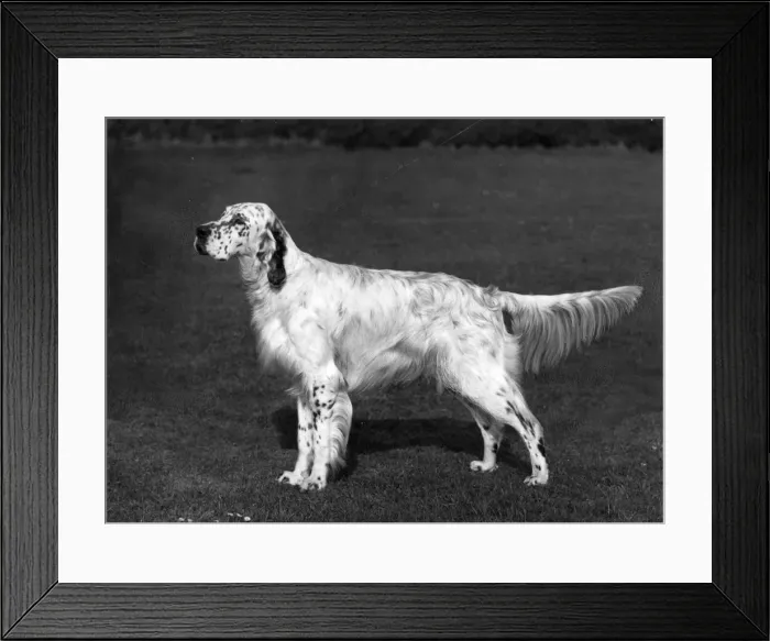 Framed Print : FALL / ENGLISH SETTER / 1966 Framed Print : FALL / ENGLISH SETTER / 1966