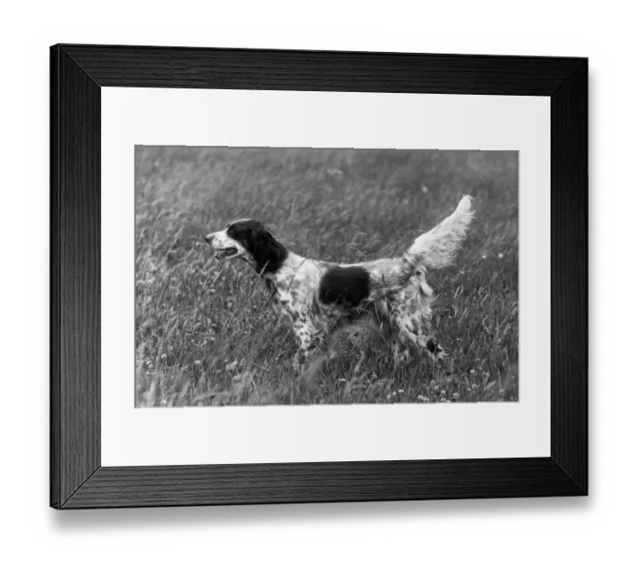 Framed Print : FALL / ENGLISH SETTER / 1936 Framed Print : FALL / ENGLISH SETTER / 1936