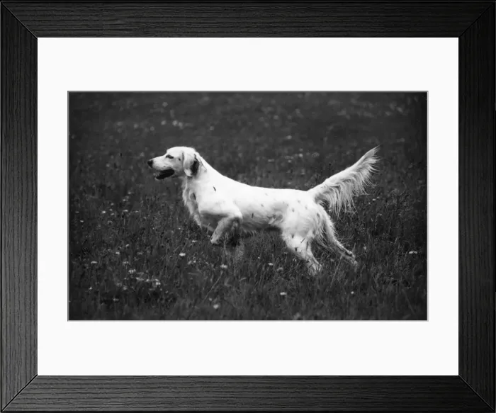 Framed Print : FALL / ENGLISH SETTER / 1938 Framed Print : FALL / ENGLISH SETTER / 1938
