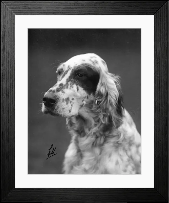 Framed Print : FALL / ENGLISH SETTER / 1929 Framed Print : FALL / ENGLISH SETTER / 1929