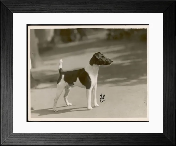 Framed Print : FALL / FOX TERRIER / TAFFY Framed Print : FALL / FOX TERRIER / TAFFY