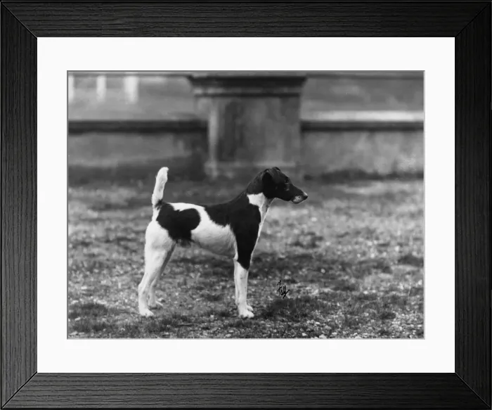 Framed Print : FALL / FOX TERRIER / DONJUAN Framed Print : FALL / FOX TERRIER / DONJUAN