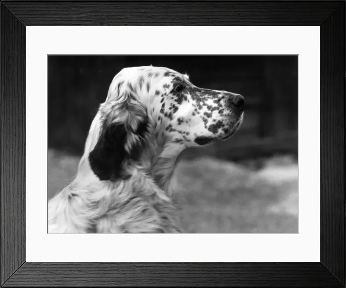 Framed Print : FALL / ENGLISH SETTER / 1959 Framed Print : FALL / ENGLISH SETTER / 1959