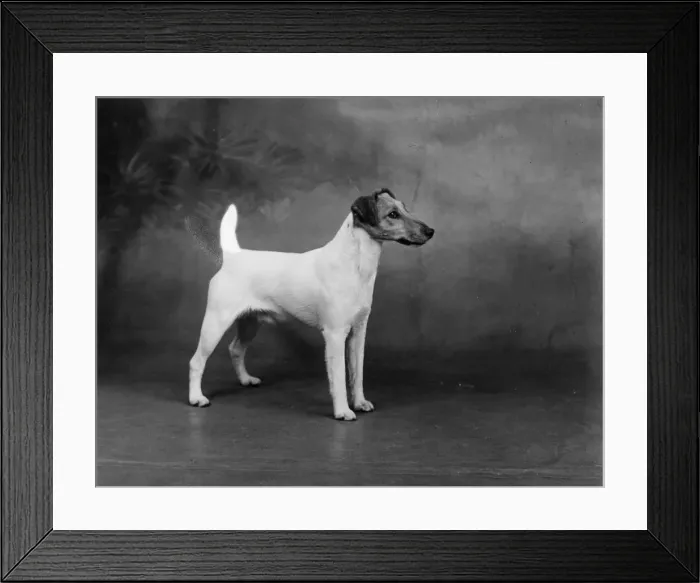 Framed Print : FALL / FOX TERRIER / 1940 Framed Print : FALL / FOX TERRIER / 1940