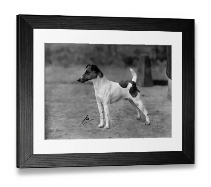 Framed Print : FALL / FOX TERRIER / 1947 Framed Print : FALL / FOX TERRIER / 1947