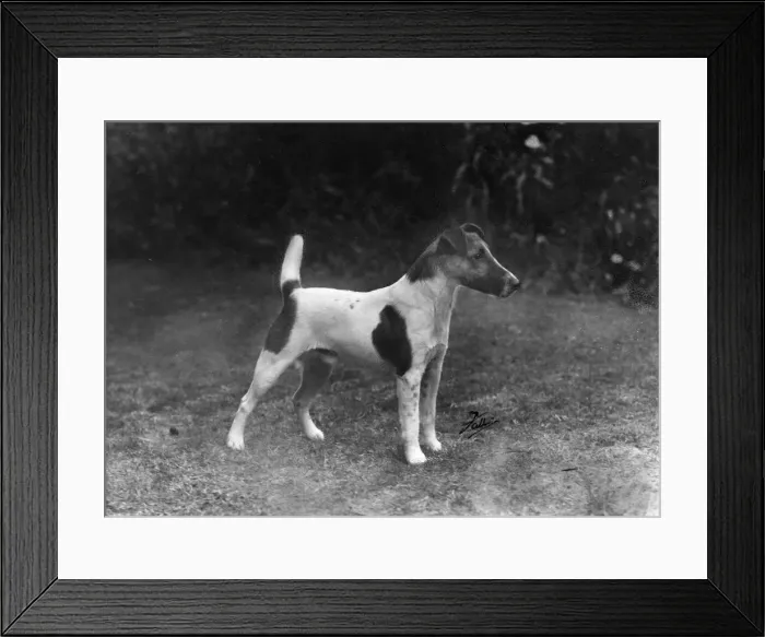 Framed Print : FALL / FOX TERRIER / 1949 Framed Print : FALL / FOX TERRIER / 1949