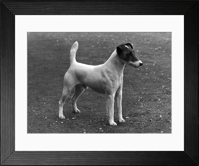 Framed Print : FALL / FOX TERRIER / 1955 Framed Print : FALL / FOX TERRIER / 1955