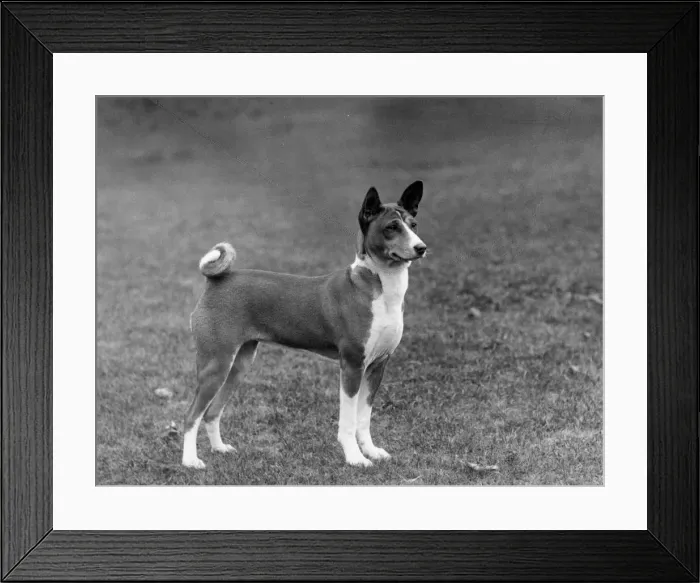 Framed Print : FALL / BASENJI / 1938 Framed Print : FALL / BASENJI / 1938