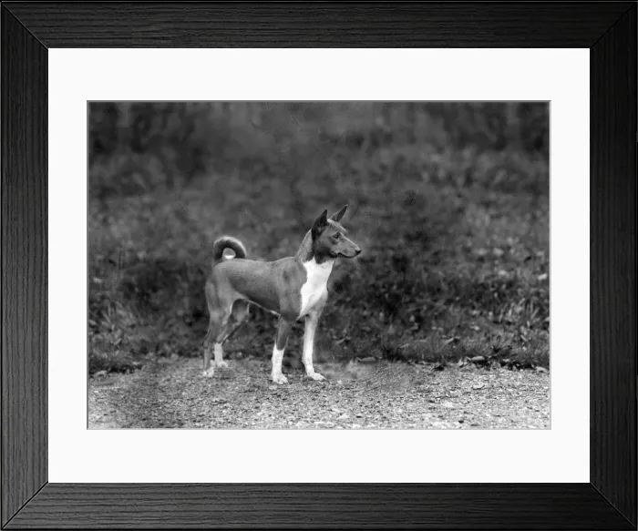 Framed Print : FALL / BASENJI / 1940 Framed Print : FALL / BASENJI / 1940
