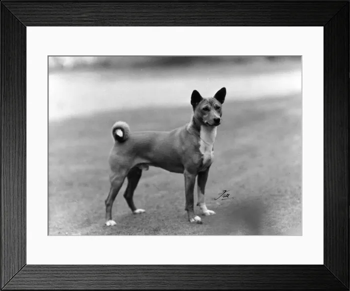 Framed Print : FALL / BASENJI / 1953 Framed Print : FALL / BASENJI / 1953