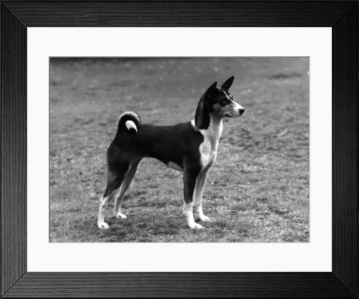 Framed Print : FALL / BASENJI / 1960 Framed Print : FALL / BASENJI / 1960