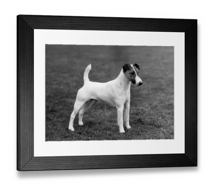 Framed Print : FALL / FOX TERRIER / 1962 Framed Print : FALL / FOX TERRIER / 1962