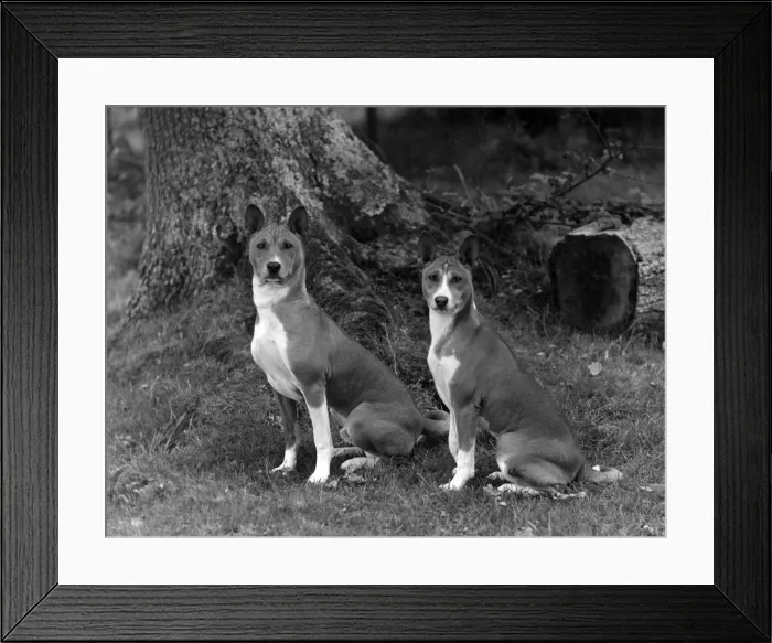 Framed Print : FALL / BASENJI / PAIR / 1938 Framed Print : FALL / BASENJI / PAIR / 1938