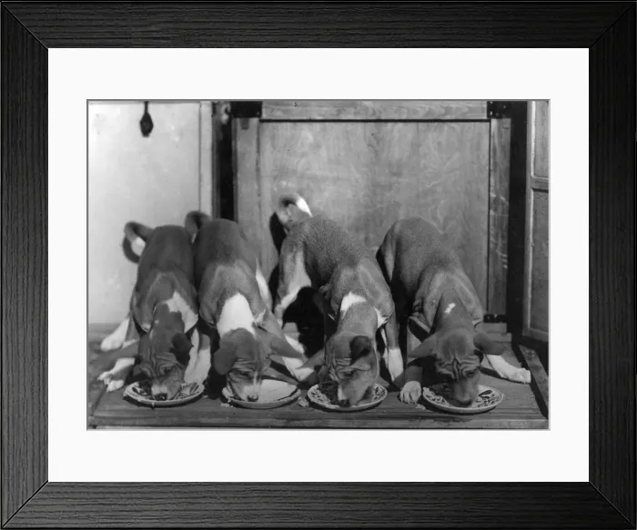 Framed Print : FALL / BASENJI / EATING Framed Print : FALL / BASENJI / EATING