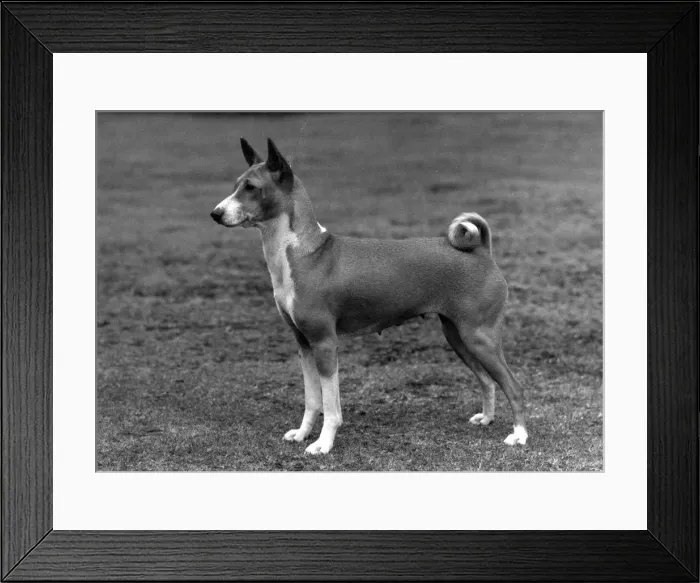 Framed Print : FALL  /  BASENJI  /  1972