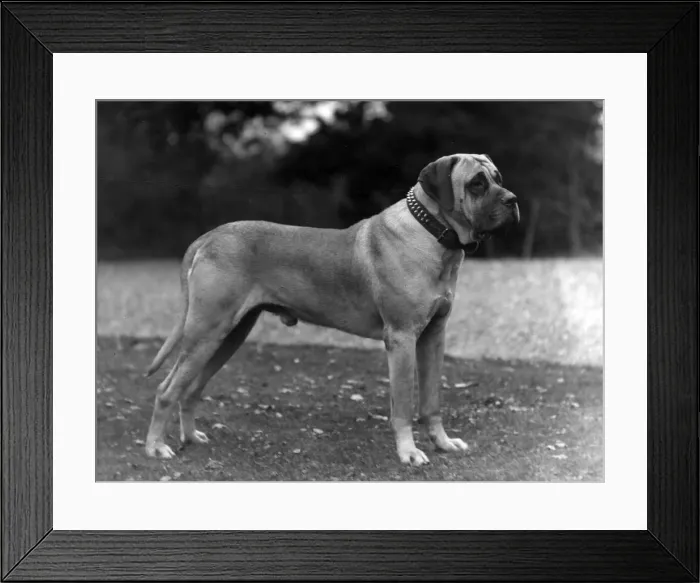 Framed Print : FALL  /  MASTIFF  /  1927