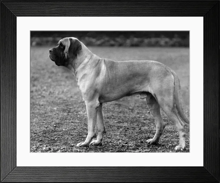 Framed Print : FALL / MASTIFF / 1936 Framed Print : FALL / MASTIFF / 1936