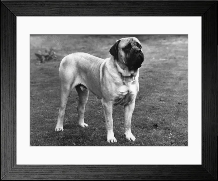 Framed Print : FALL / MASTIFF / 1965 Framed Print : FALL / MASTIFF / 1965