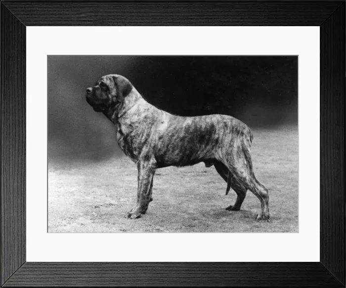 Framed Print : FALL / MASTIFF / 1977 Framed Print : FALL / MASTIFF / 1977