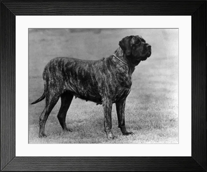 Framed Print : FALL / MASTIFF / 1955 Framed Print : FALL / MASTIFF / 1955