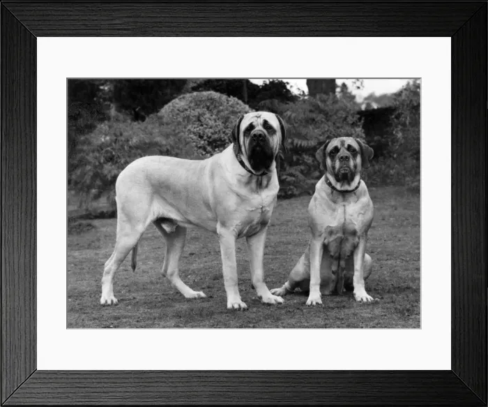 Framed Print : FALL / MASTIFF / PAIR / 1976 Framed Print : FALL / MASTIFF / PAIR / 1976