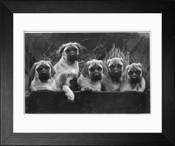 Framed Print : FALL / MASTIFF / PUPPIES Framed Print : FALL / MASTIFF / PUPPIES