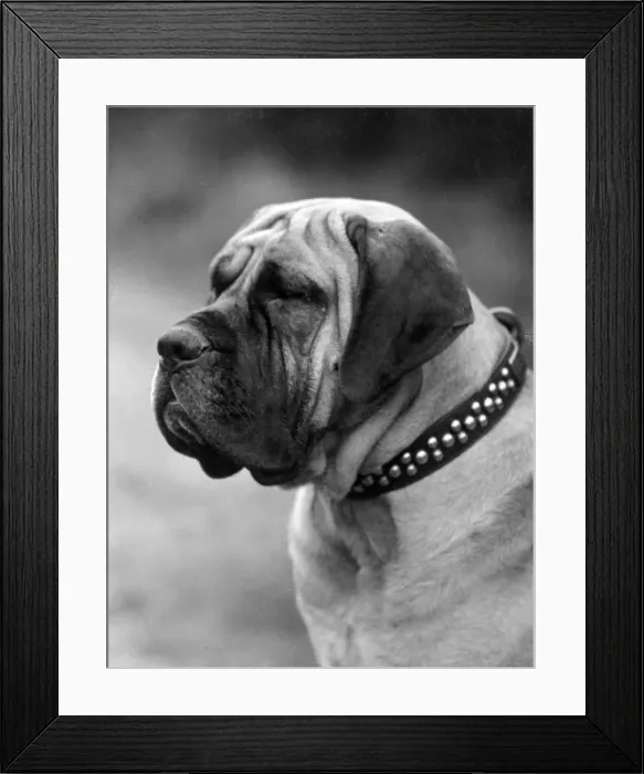 Framed Print : FALL / MASTIFF / HEAD / 1928 Framed Print : FALL / MASTIFF / HEAD / 1928