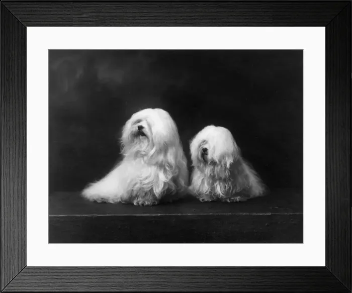 Framed Print : FALL / MALTESE TERRIER / 35 Framed Print : FALL / MALTESE TERRIER / 35