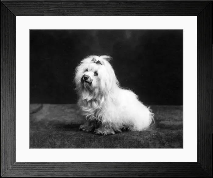 Framed Print : FALL / MALTESE TERRIER / 37 Framed Print : FALL / MALTESE TERRIER / 37