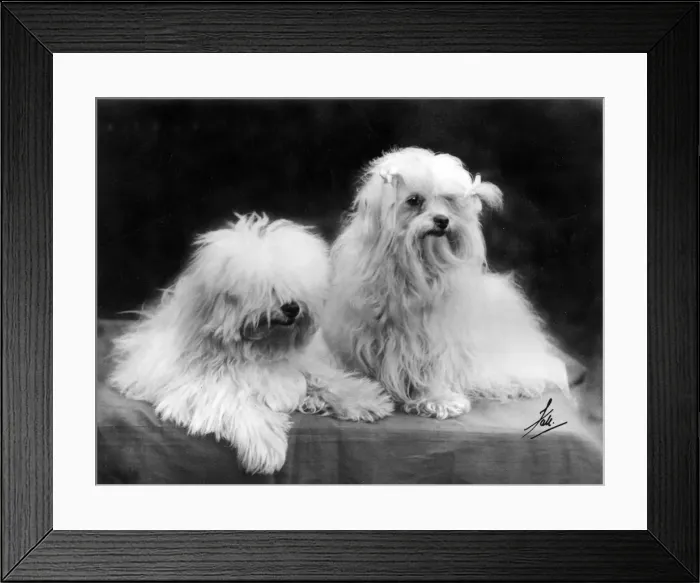Framed Print : FALL / MALTESE TERRIER / 36 Framed Print : FALL / MALTESE TERRIER / 36