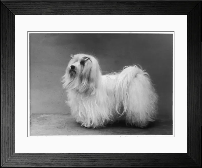 Framed Print : FALL / MALTESE TERRIER / 57 Framed Print : FALL / MALTESE TERRIER / 57