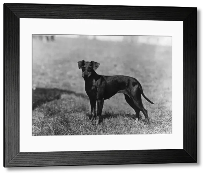 Framed Print : FALL  /  MANCHESTER TERRIER