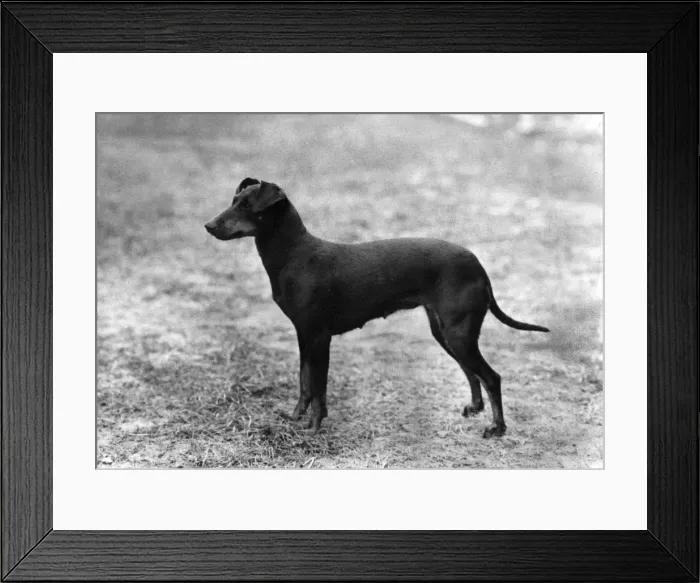 Framed Print : FALL / MANCHESTER TERRIER Framed Print : FALL / MANCHESTER TERRIER