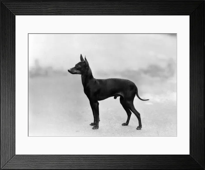 Framed Print : FALL / MANCHESTER TERRIER Framed Print : FALL / MANCHESTER TERRIER