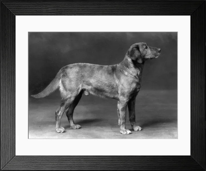 Framed Print : FALL / LABRADOR RETRIEVER Framed Print : FALL / LABRADOR RETRIEVER