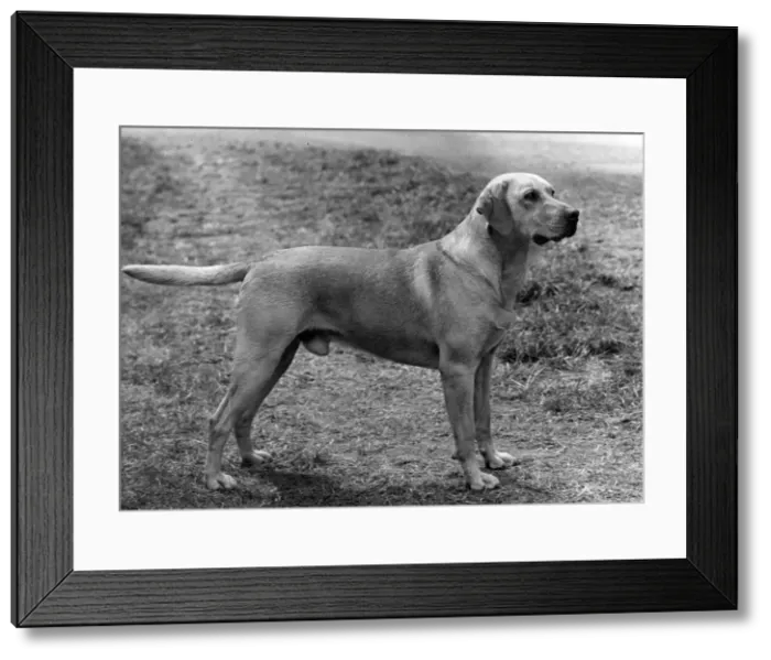 Framed Print : FALL / LABRADOR RETRIEVER Framed Print : FALL / LABRADOR RETRIEVER