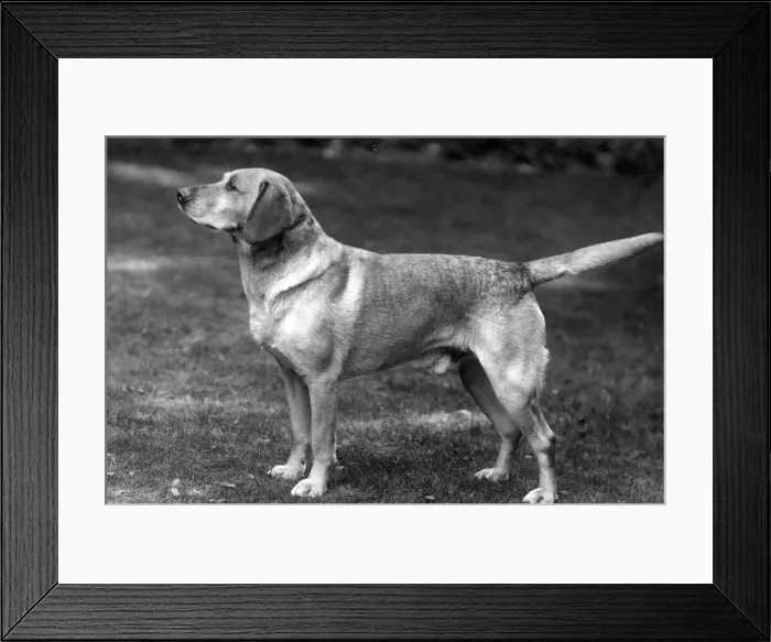 Framed Print : FALL / LABRADOR / 1935 Framed Print : FALL / LABRADOR / 1935