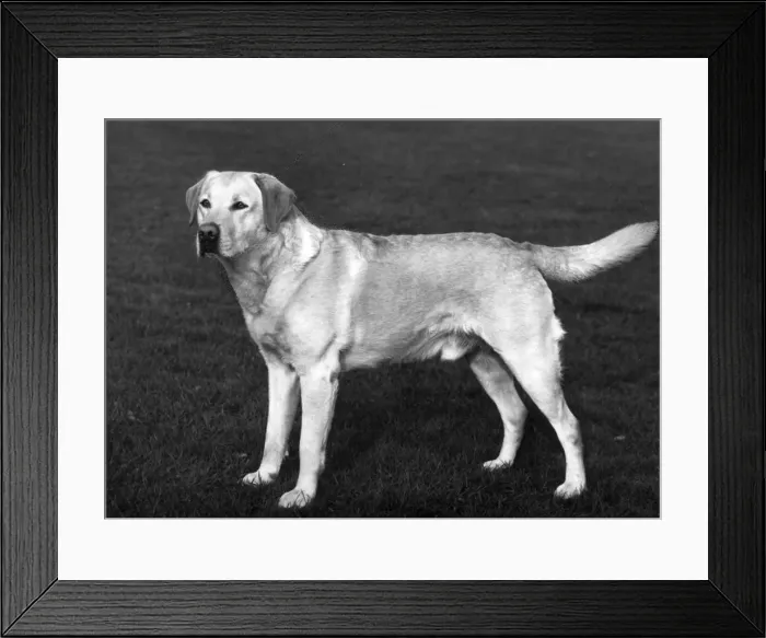 Framed Print : FALL  /  LABRADOR RETRIEVER