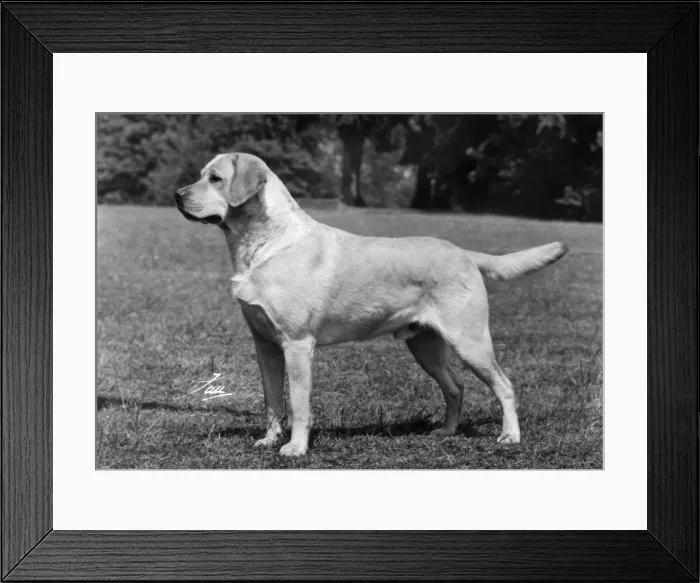 Framed Print : FALL / LABRADOR RETRIEVER Framed Print : FALL / LABRADOR RETRIEVER