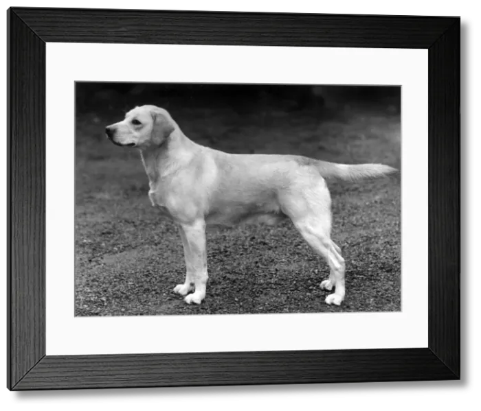 Framed Print : FALL / LABRADOR RETRIEVER Framed Print : FALL / LABRADOR RETRIEVER