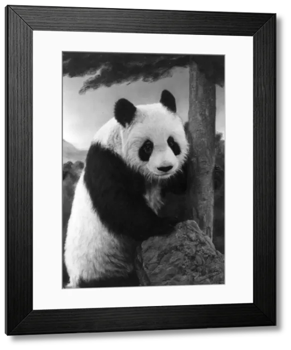 Framed Print : 1ST PANDA IN ENGLAND Framed Print : 1ST PANDA IN ENGLAND