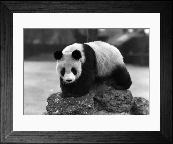 Framed Print : 1ST PANDA IN ENGLAND Framed Print : 1ST PANDA IN ENGLAND