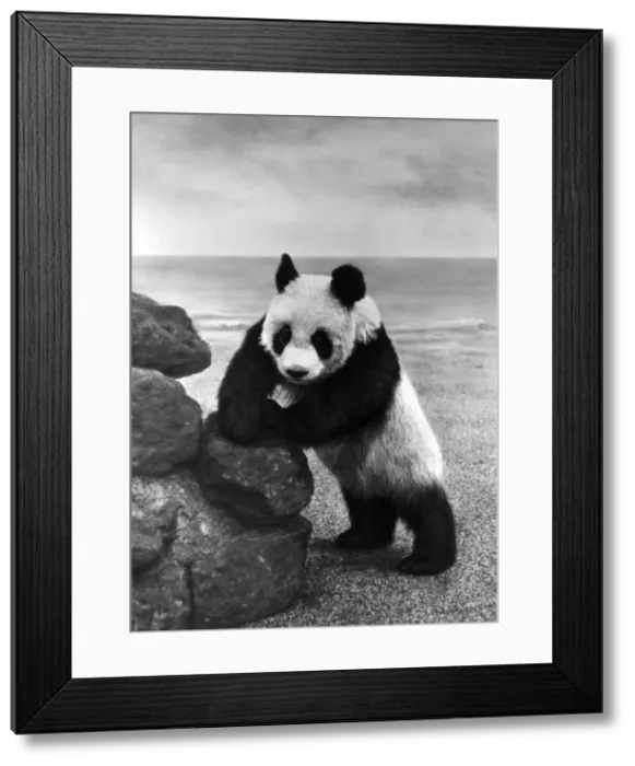 Framed Print : 1ST PANDA IN ENGLAND Framed Print : 1ST PANDA IN ENGLAND