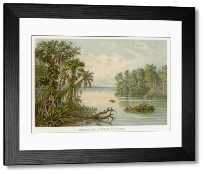Framed Print : BRAZIL / AMAZON C1890 Framed Print : BRAZIL / AMAZON C1890