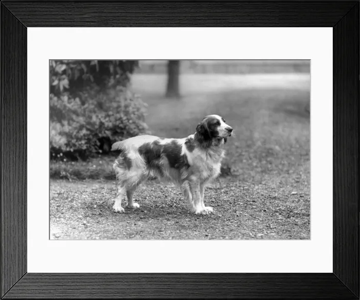 Framed Print : FALL / WELSH SPRINGER / 1934 Framed Print : FALL / WELSH SPRINGER / 1934
