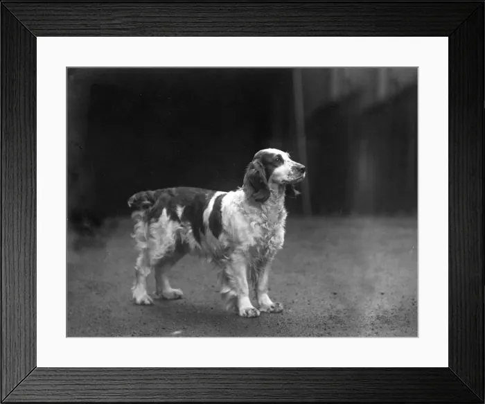 Framed Print : FALL / WELSH SPRINGER / 1938 Framed Print : FALL / WELSH SPRINGER / 1938