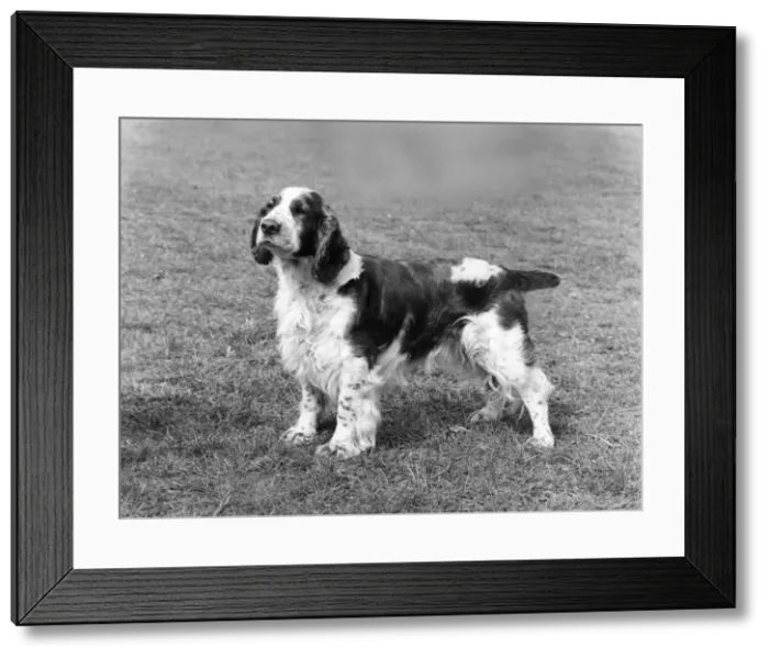 Framed Print : FALL / WELSH SPRINGER / 1971 Framed Print : FALL / WELSH SPRINGER / 1971