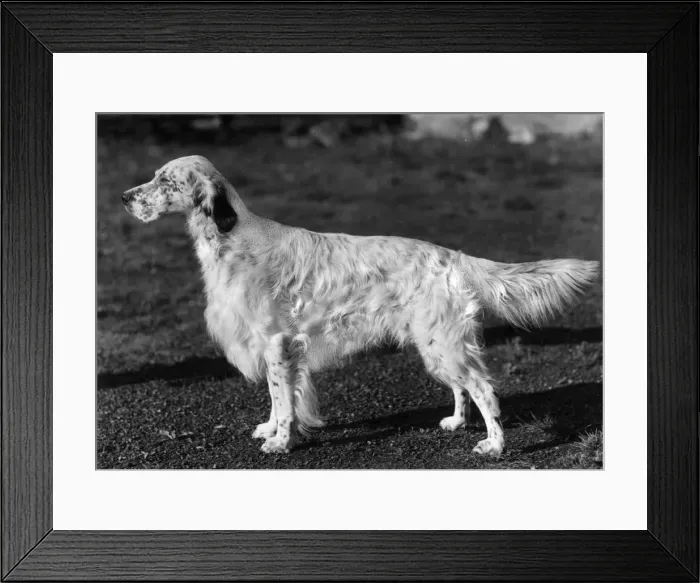 Framed Print : FALL / ENGLISH SETTER / 1958 Framed Print : FALL / ENGLISH SETTER / 1958