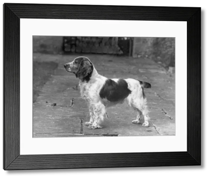 Framed Print : FALL / WELSH SPRINGER Framed Print : FALL / WELSH SPRINGER