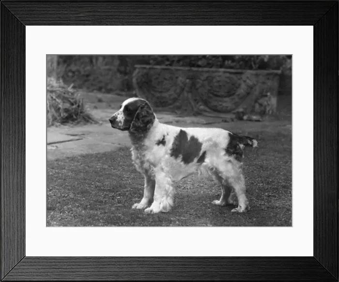 Framed Print : FALL / WELSH SPRINGER Framed Print : FALL / WELSH SPRINGER